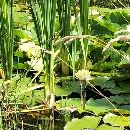Gartenblick Am Schaalsee Zarrentin am Schaalsee